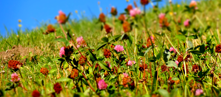 10-blumenwiese-sommer